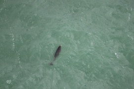 Missing Picture
